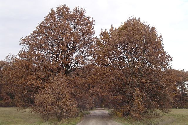 Zwei Baeume Herbst