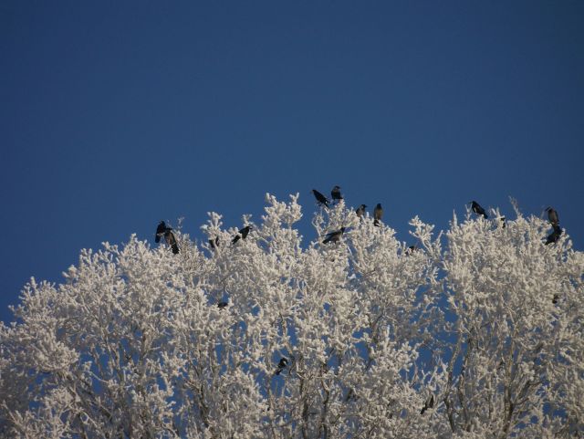 Schwarz und weiss