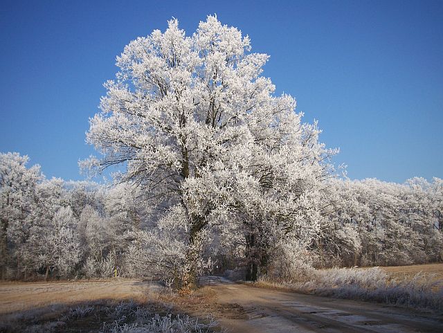 Zwei Baeume Winter