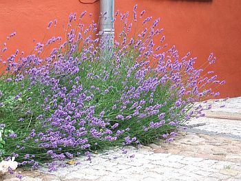 Lavendel