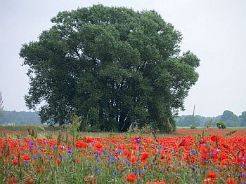 Blumenwiese