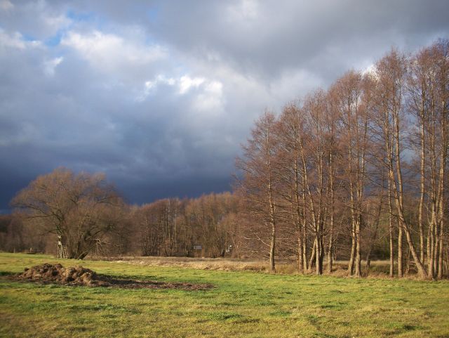 Wiese bei Schönwalde